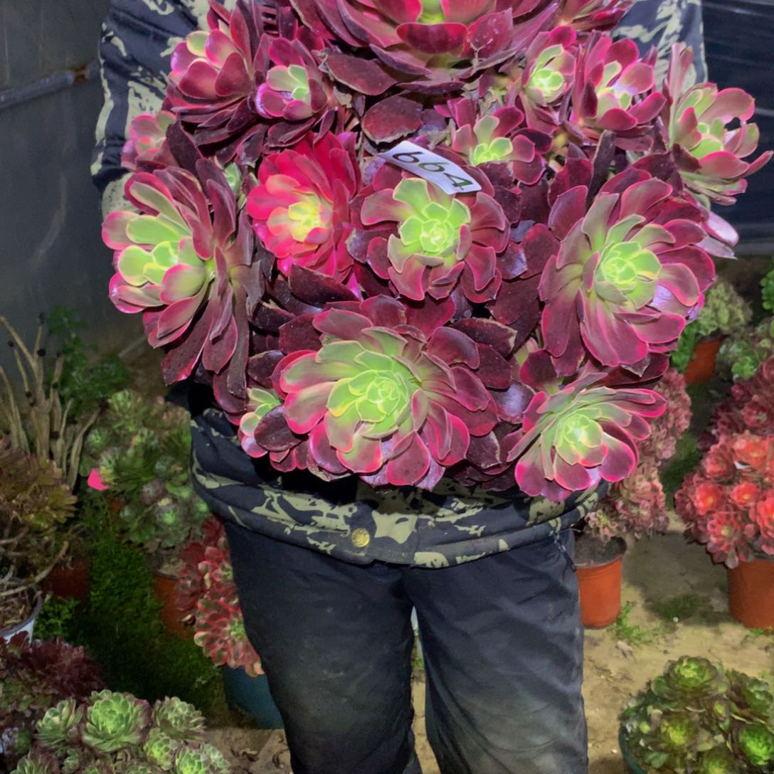 法师多肉植物664