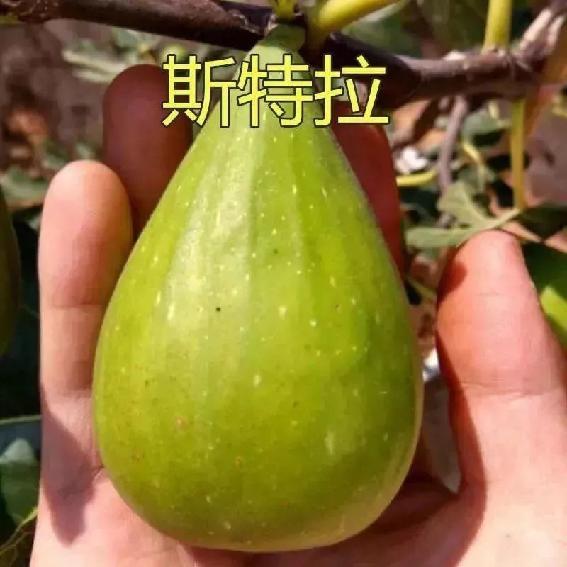 斯特拉无花果树苗地栽苗