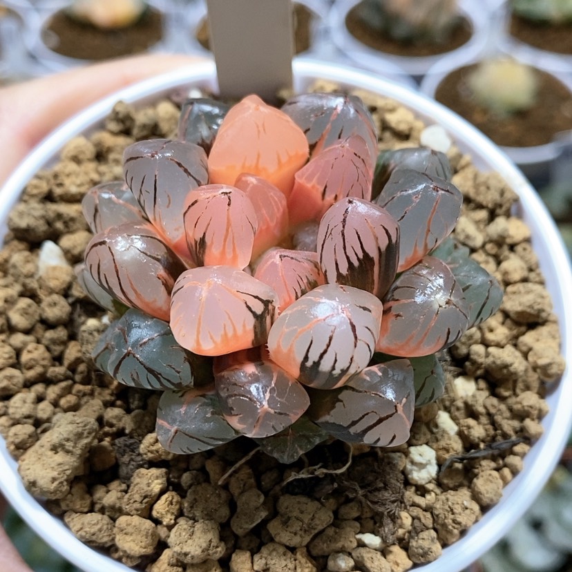 【闪购商品】117红太阳