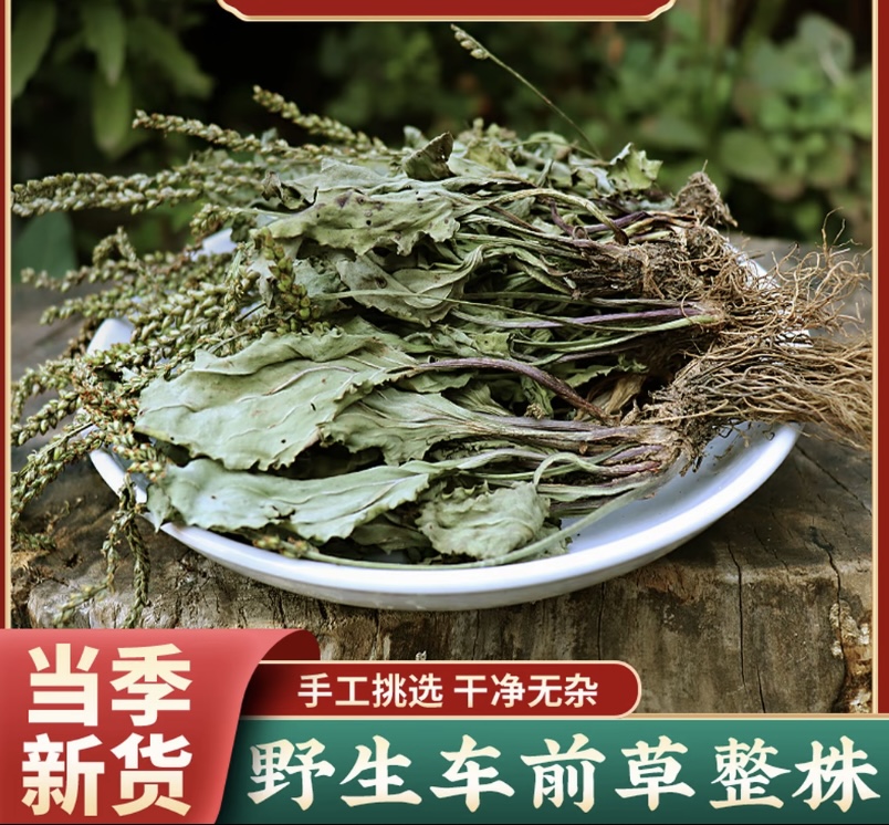 【大山车前草】野生正品保障-煮水泡水泡酒煲汤-可搭配枸杞