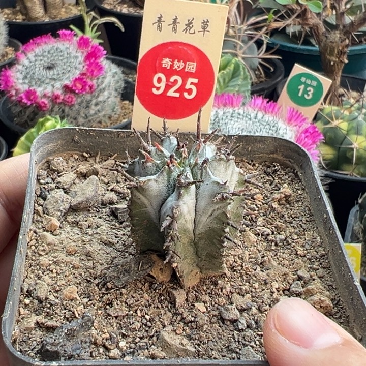 实生白衣魁伟玉一棵仙人球