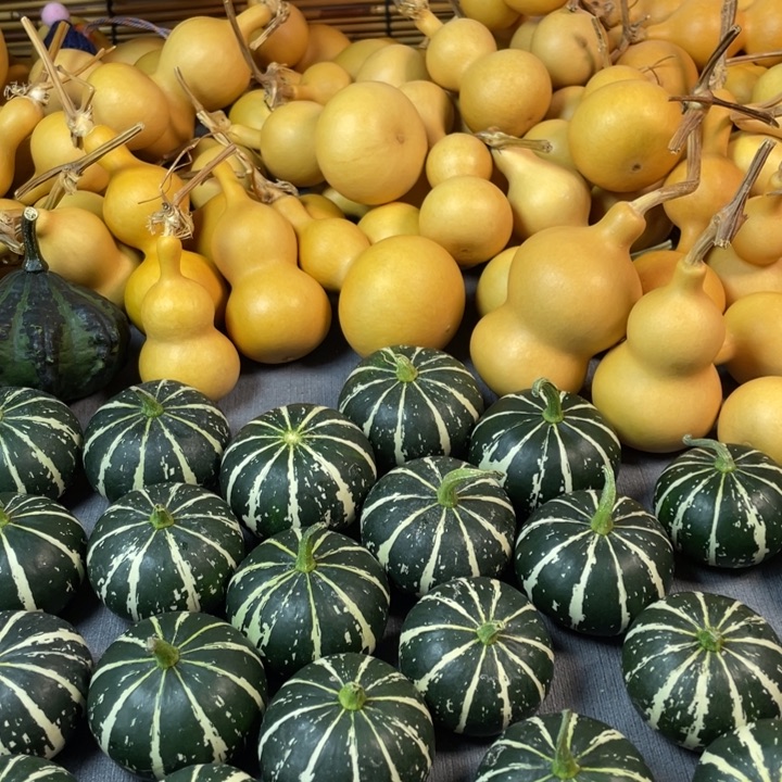 除****你西瓜球葫芦墨西哥葫芦