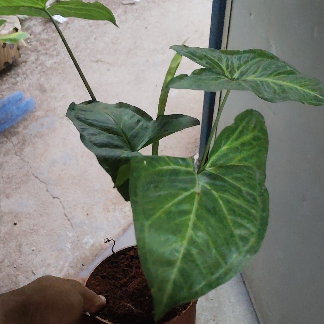 合果芋水培盆栽四季常绿净化空气阳台绿植花卉