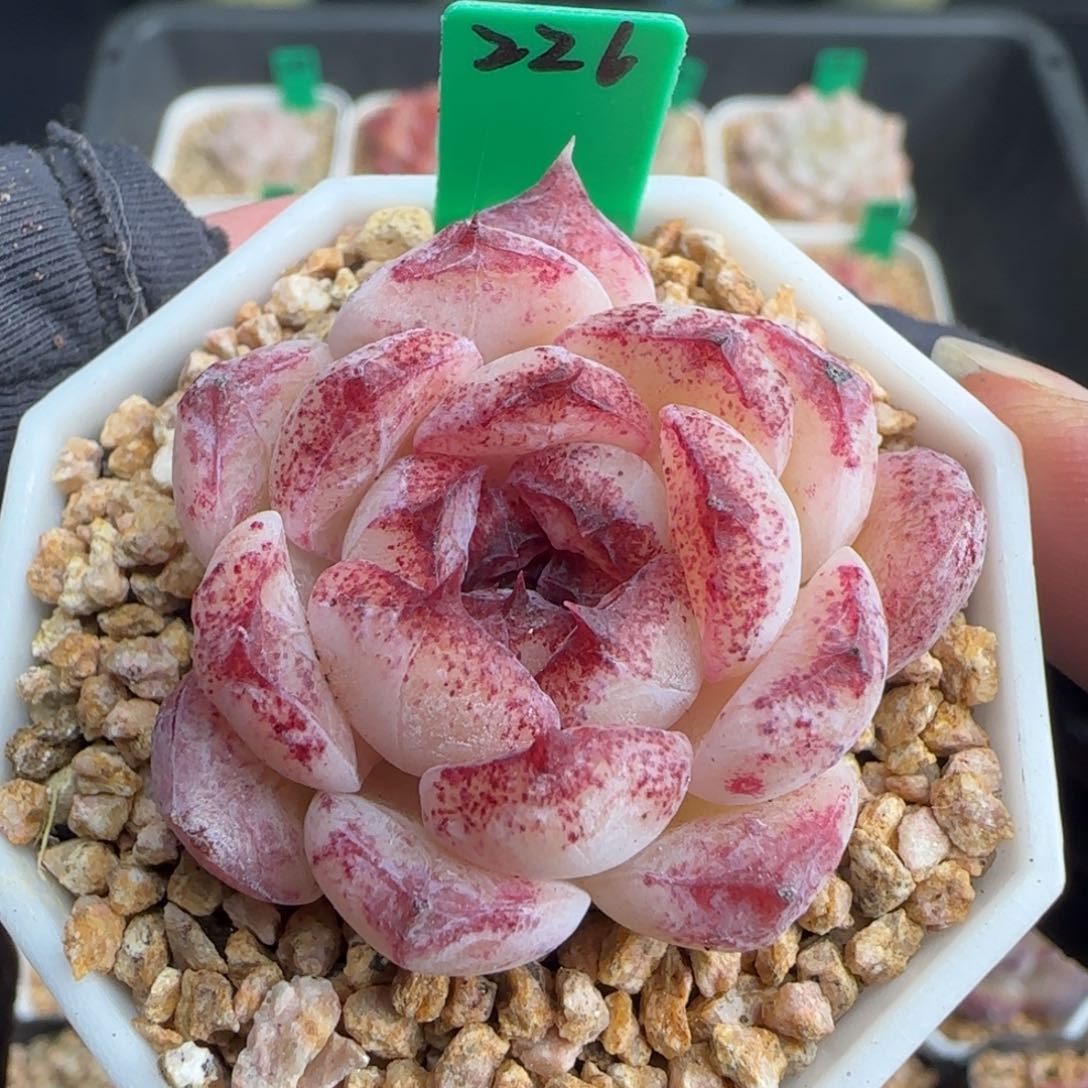 多肉 226   水晶杂    5厘米盆