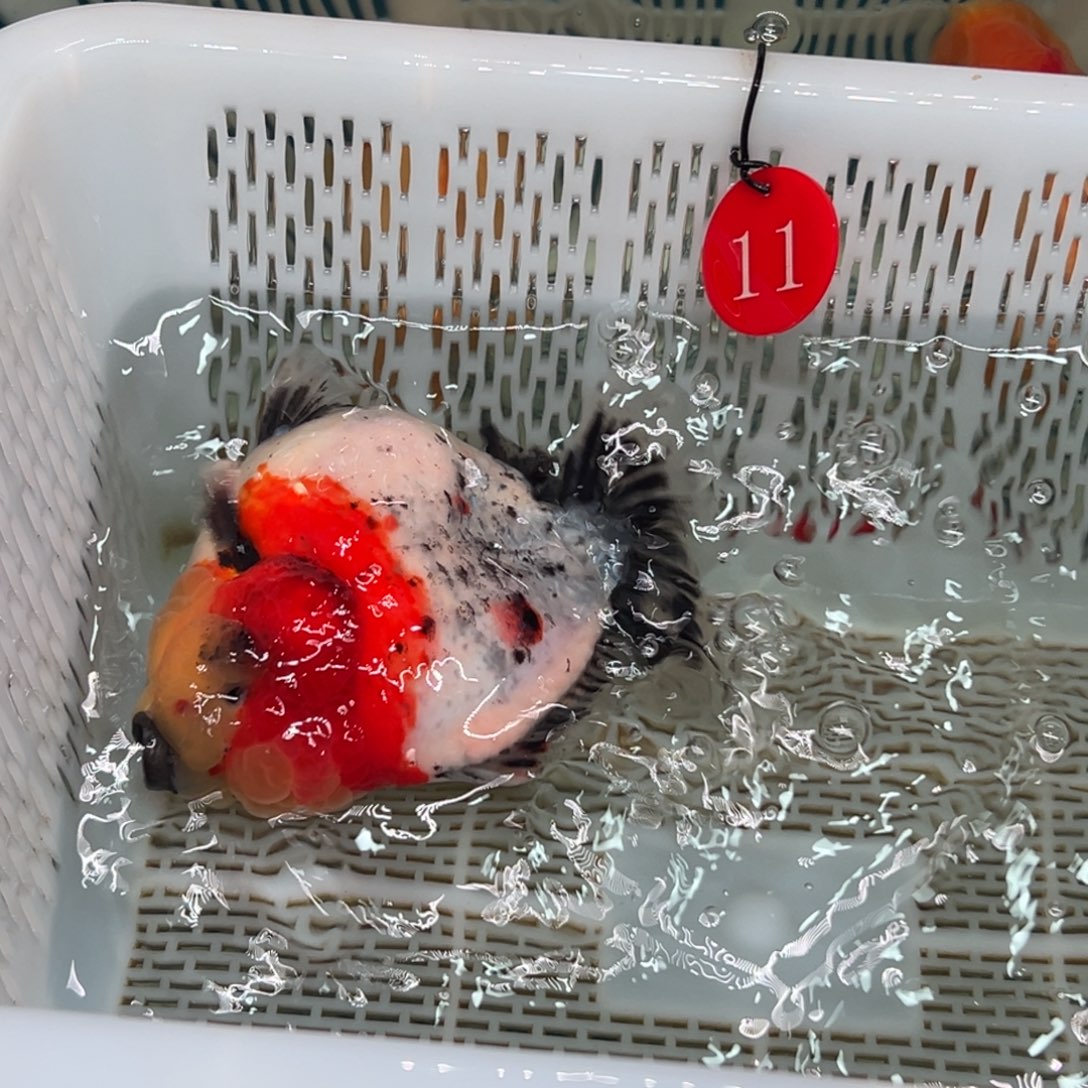 楠***澡金鱼你好吗我好想你啊