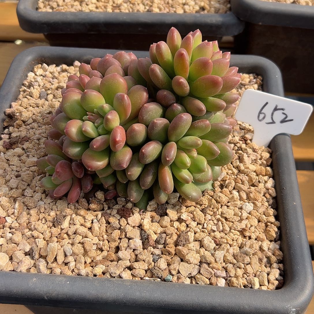 D***姨652大群塔尔萨。    