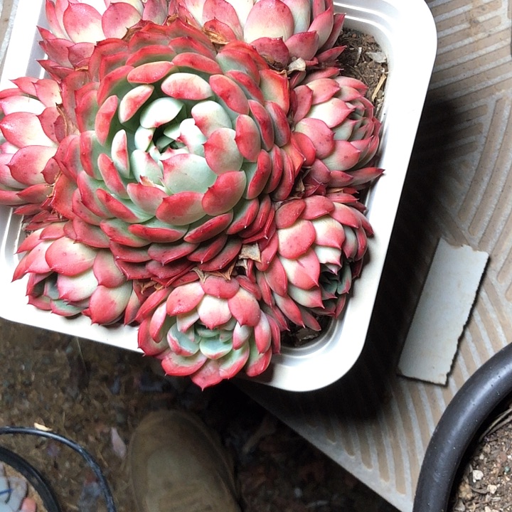 芋*110//////////////////////