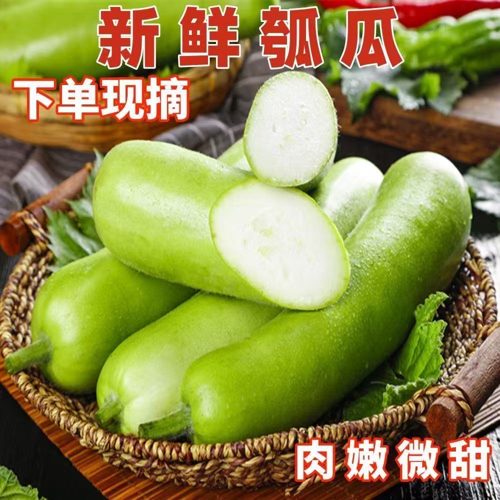 湖北农家露天种植新鲜瓠子瓜夜开花蒲瓜葫芦当季新鲜蔬菜现摘现发