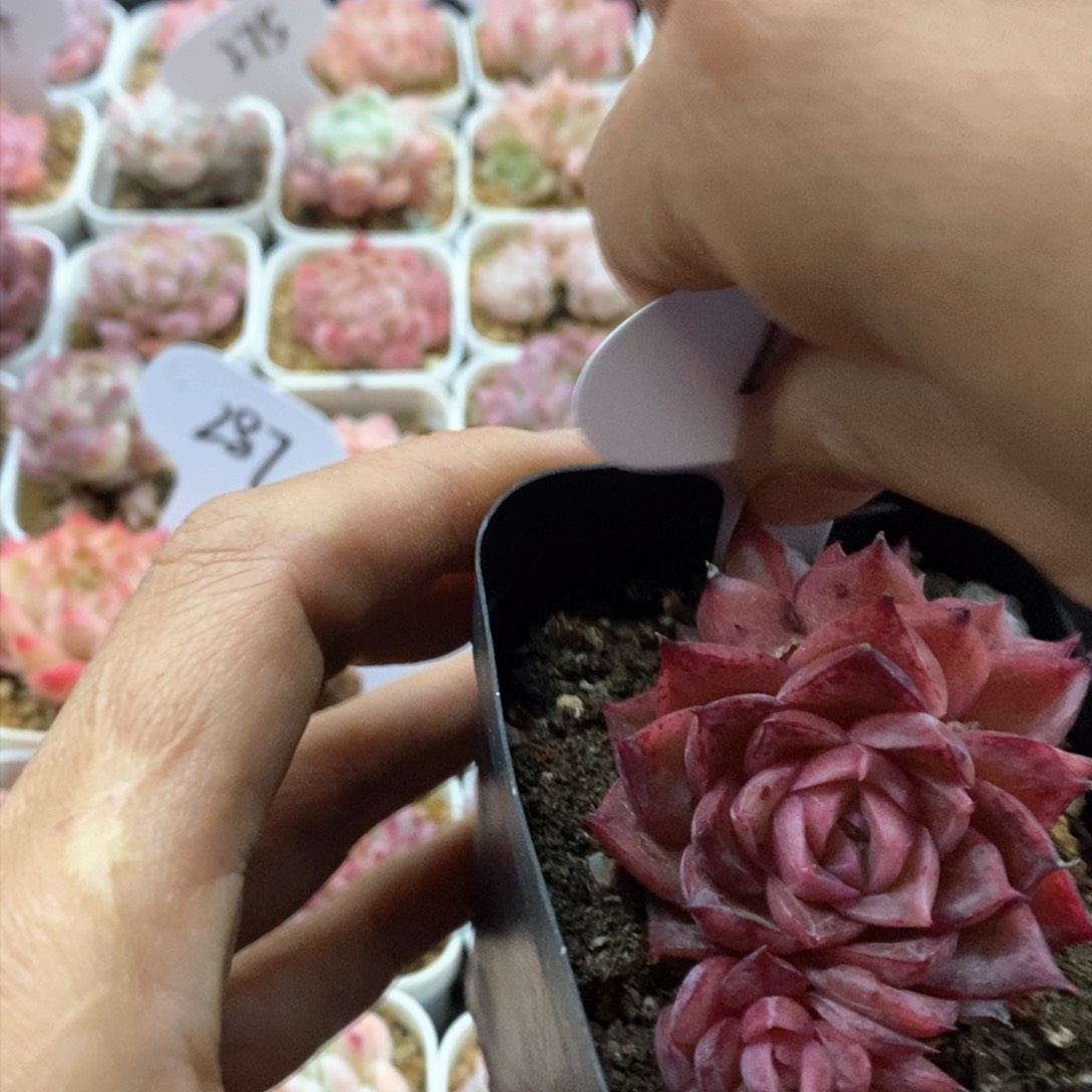 多肉植物一物一拍413