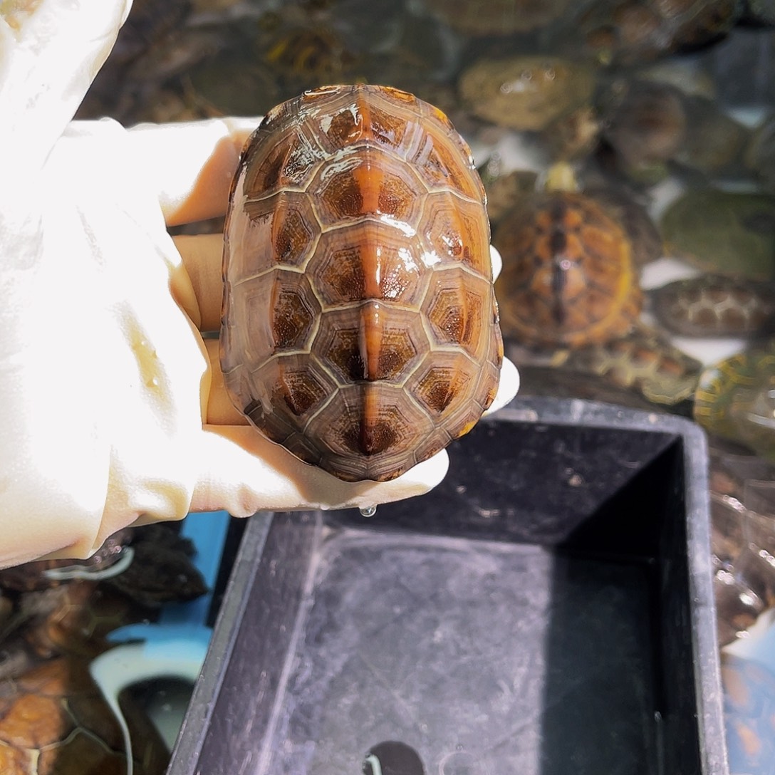 启***产中华草龟公母搭配