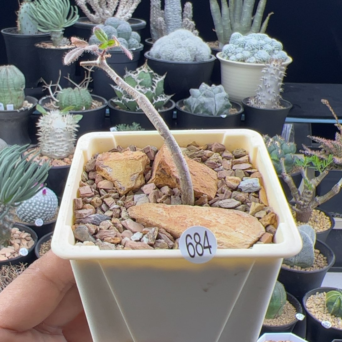 滔天橄榄实生一物一拍684