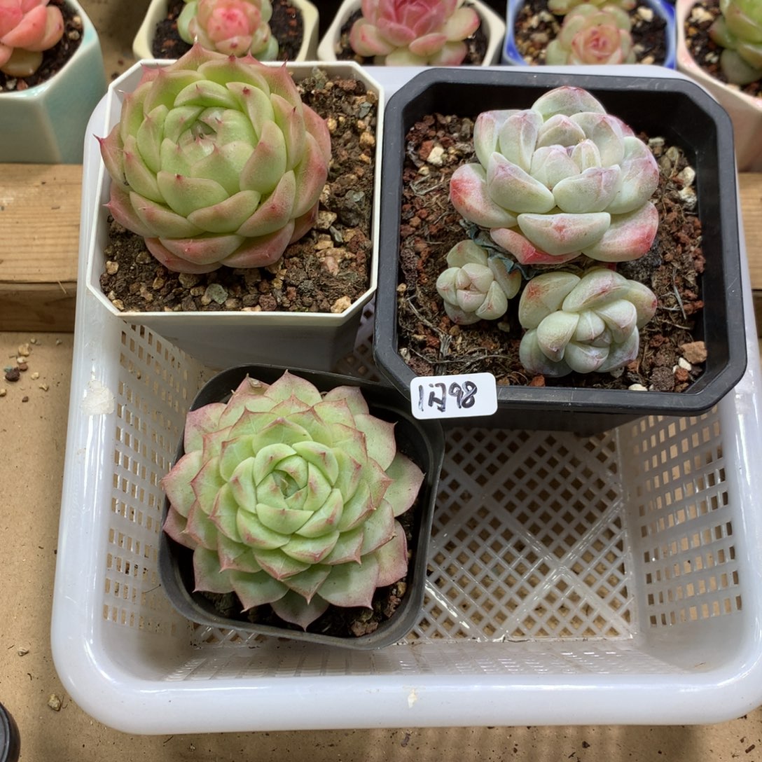 懒羊羊一物一拍专拍