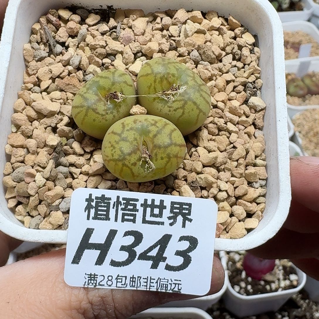 多肉植物的润泽fhh