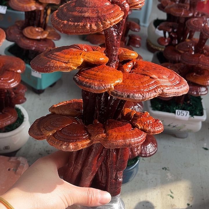 全部花朵88888888888888888