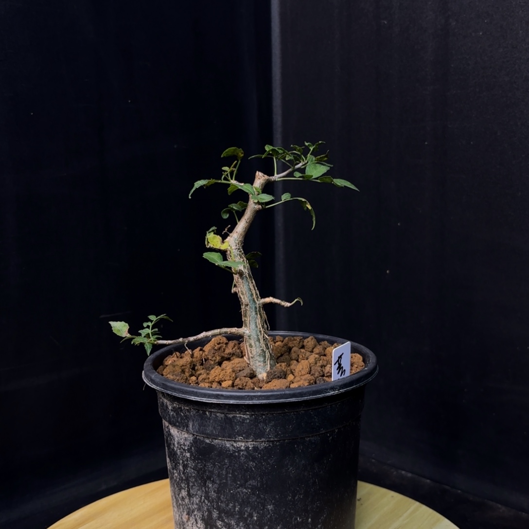 芳香橄榄带盆发货