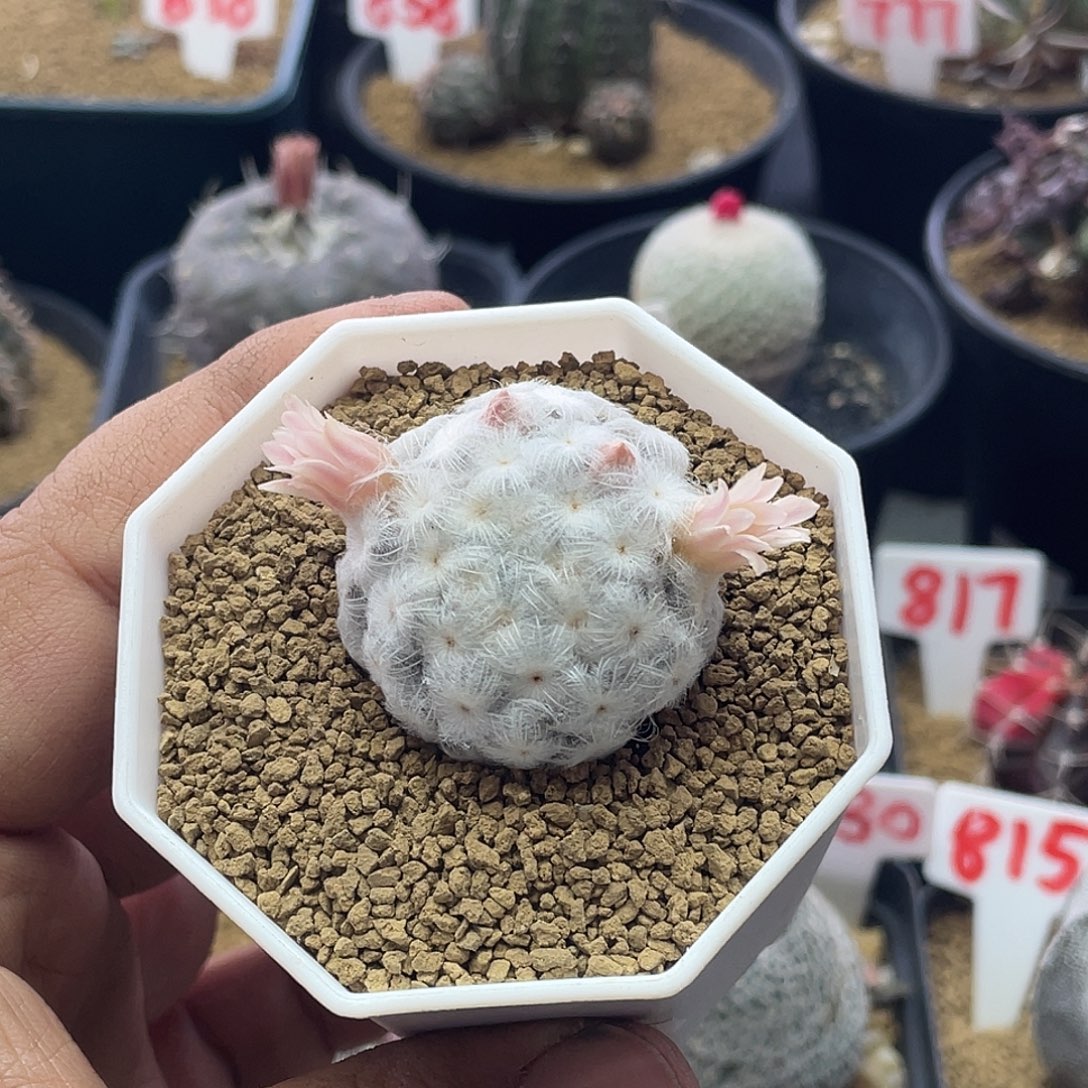 日系高绒降落伞白星 带盆土发货