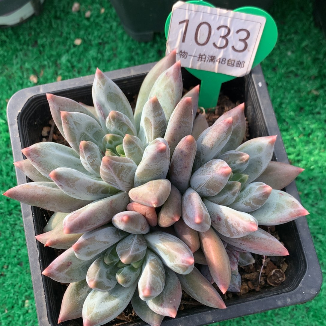 重楼无砍开播福利1033