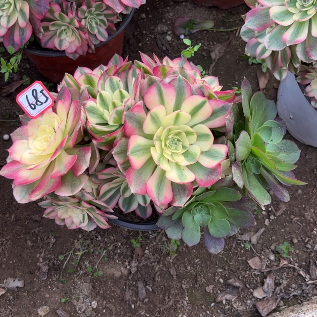 685多肉植物粉荔枝砍过