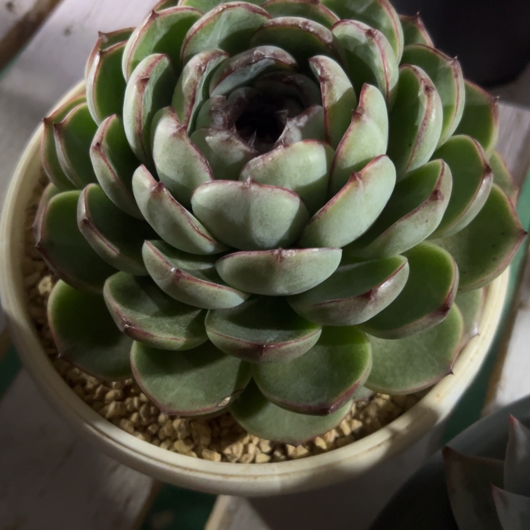 三*?水晶杂，一物一拍