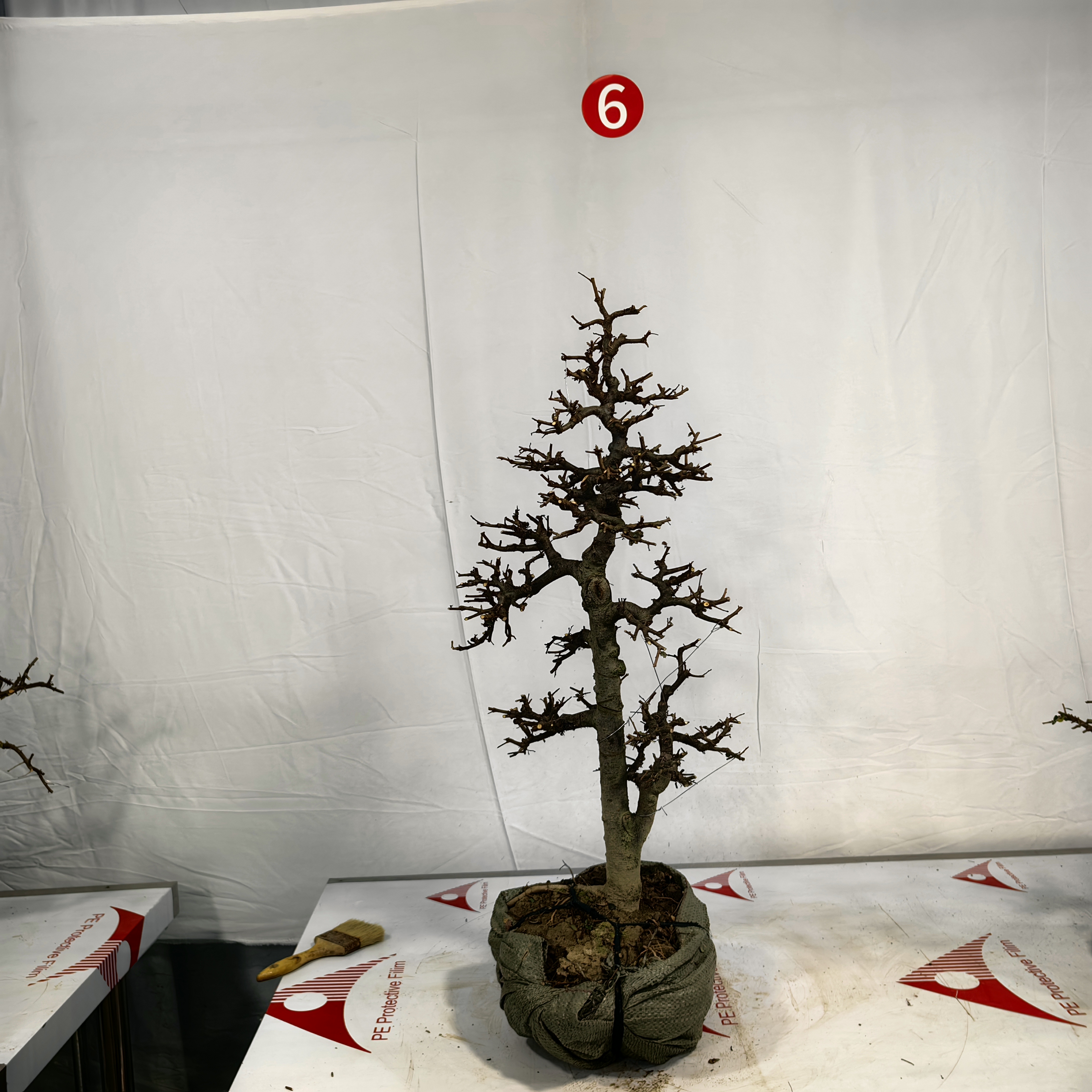 一本双杆榔榆盆景（高邮费地区不包邮）