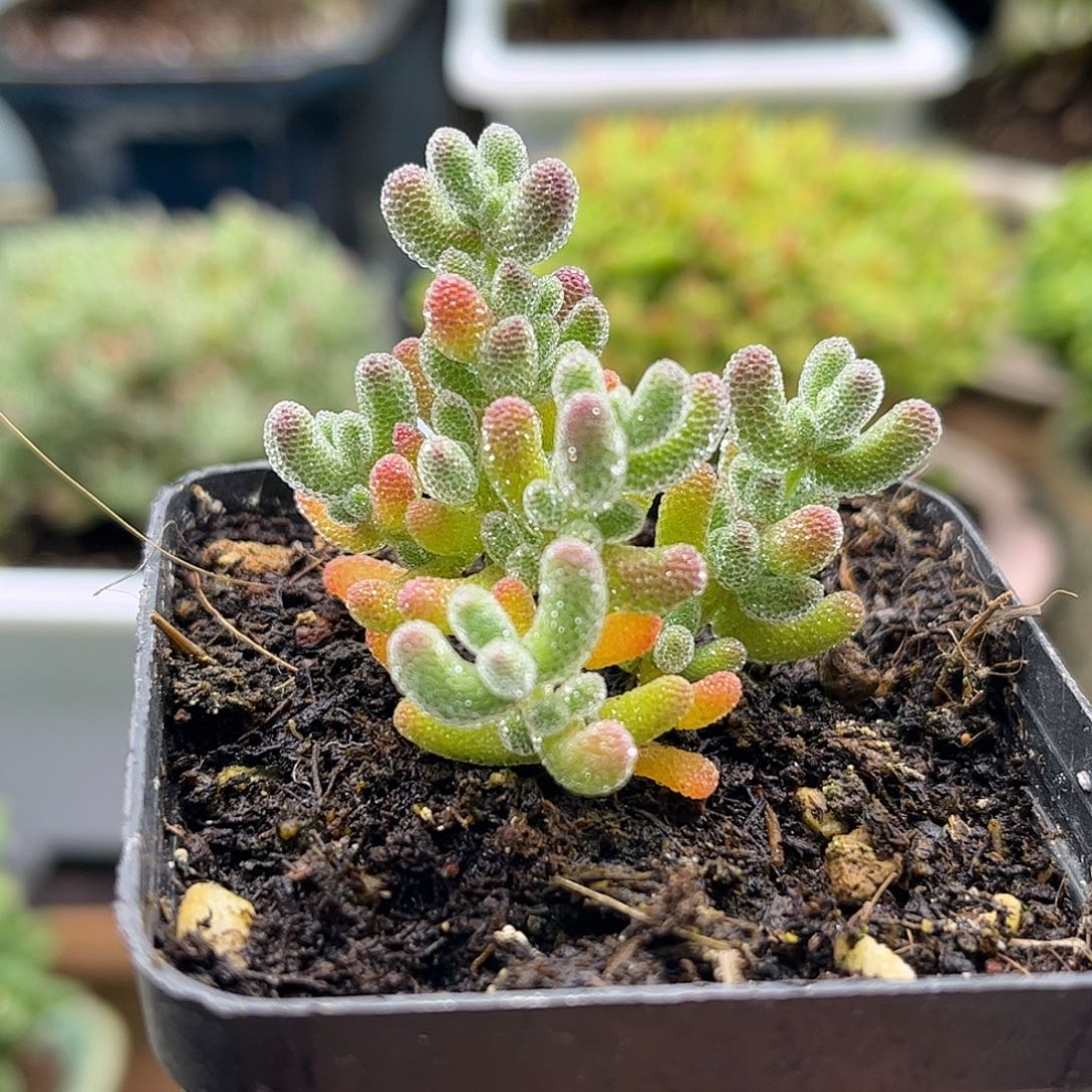 昕宝冰晶枝干番杏