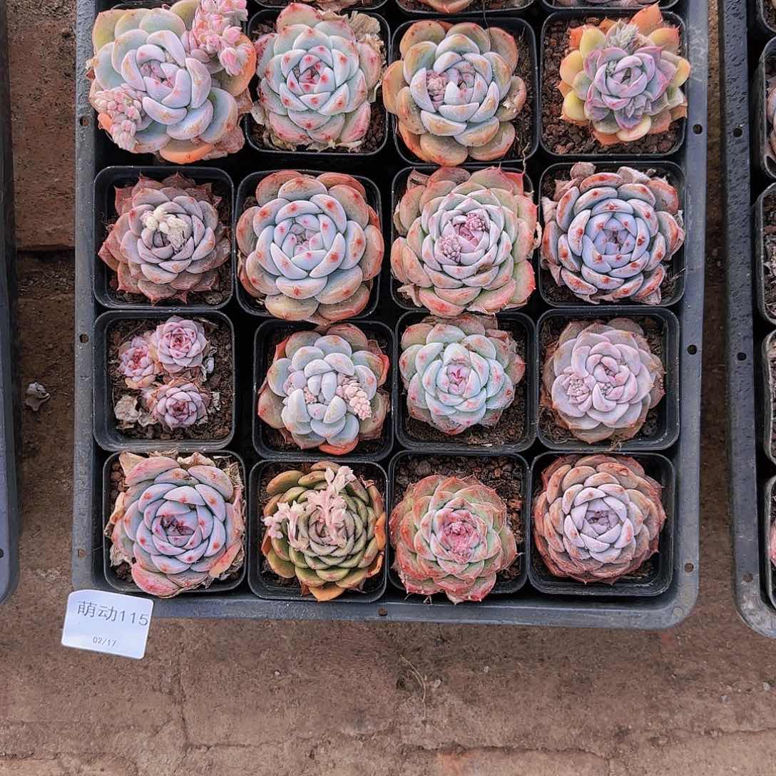 直播一物一拍多肉115