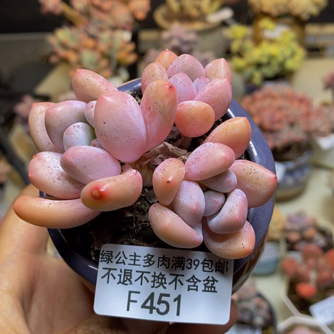 451丸叶香水多肉5c m