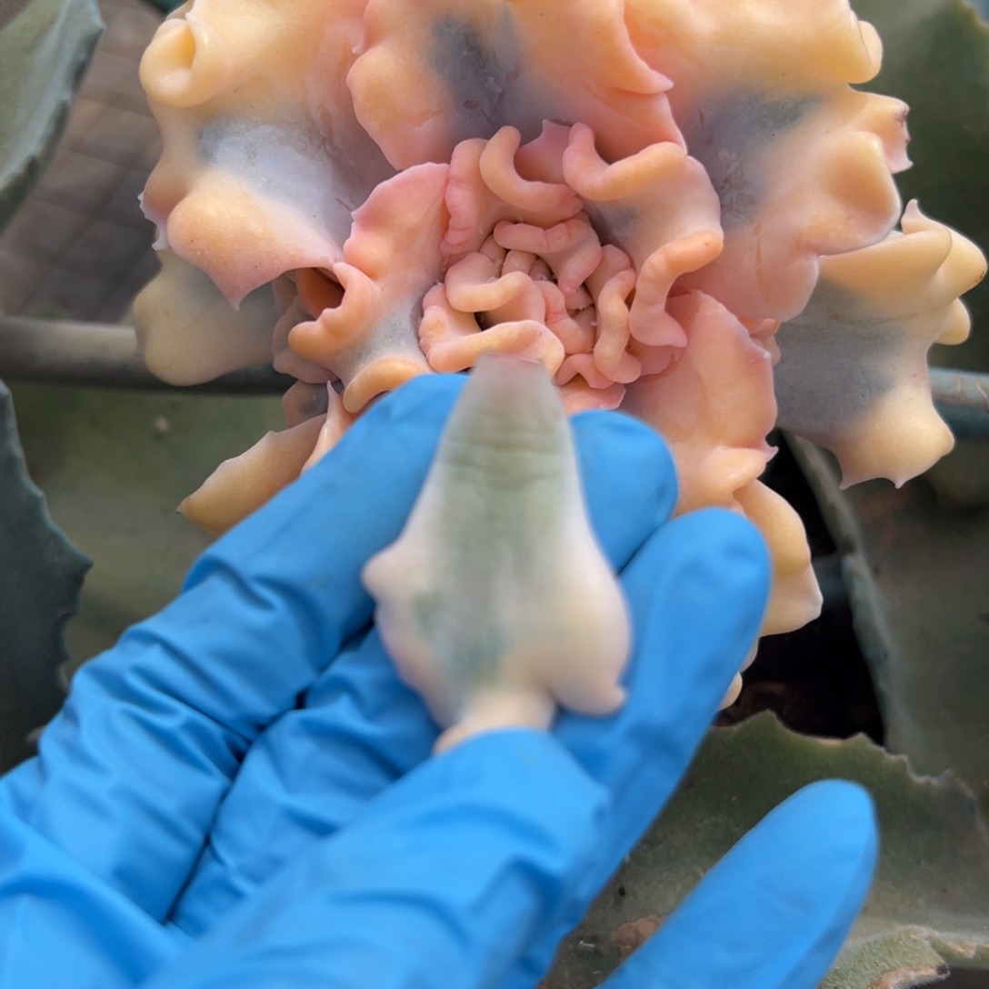 芭蕾舞者锦，覆轮锦叶子一片