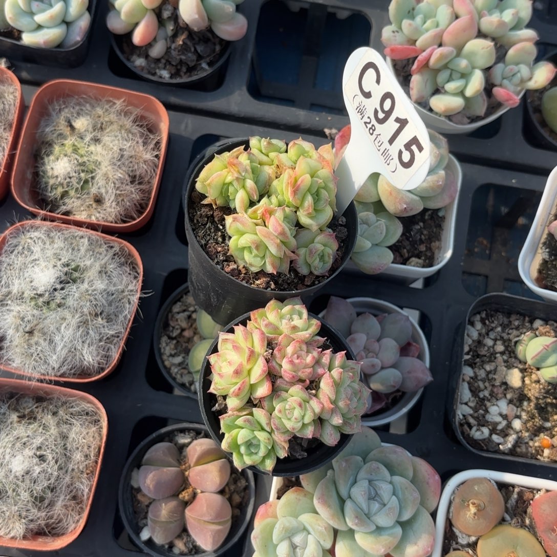 C915两颗女王yieuyupaiw