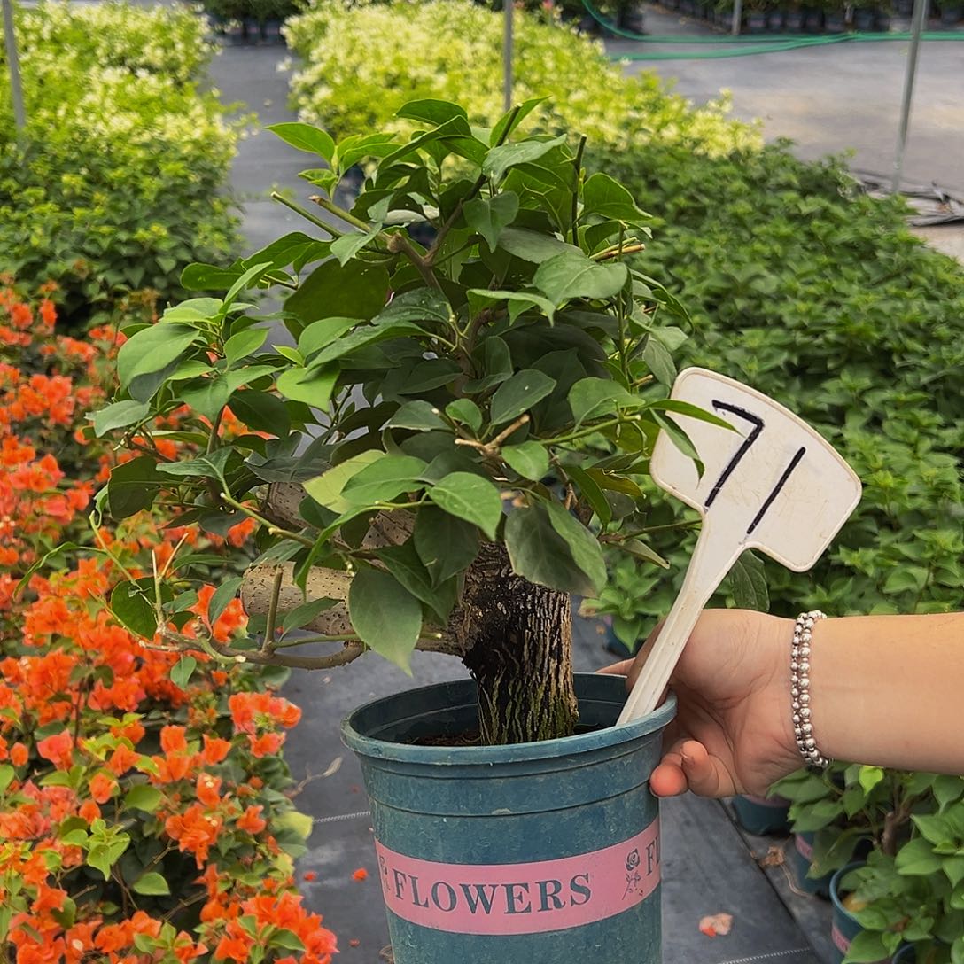 当前无花栽培后可以开花粗坨坨 小叶紫71