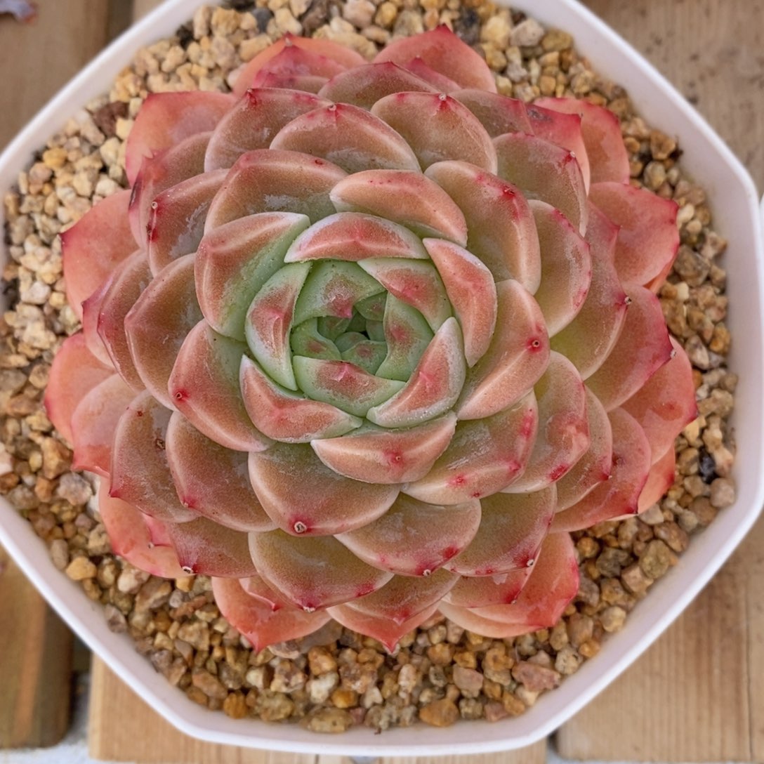 可问主播品种，下滑链接更多品种多肉选择