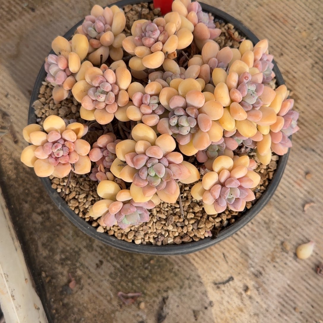 安****木糖醇多肉   5229号   