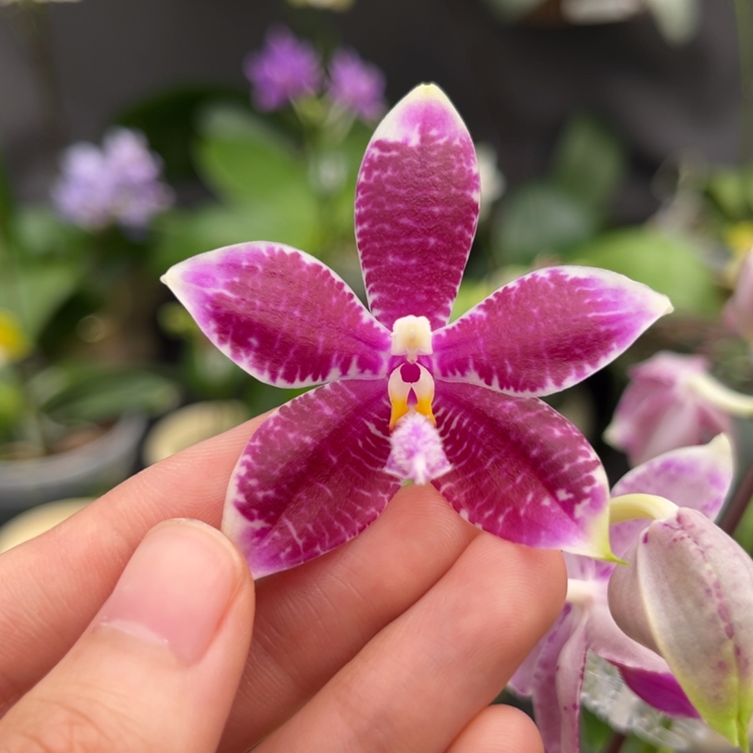 完全开放2.5寸天使路德盾开花株