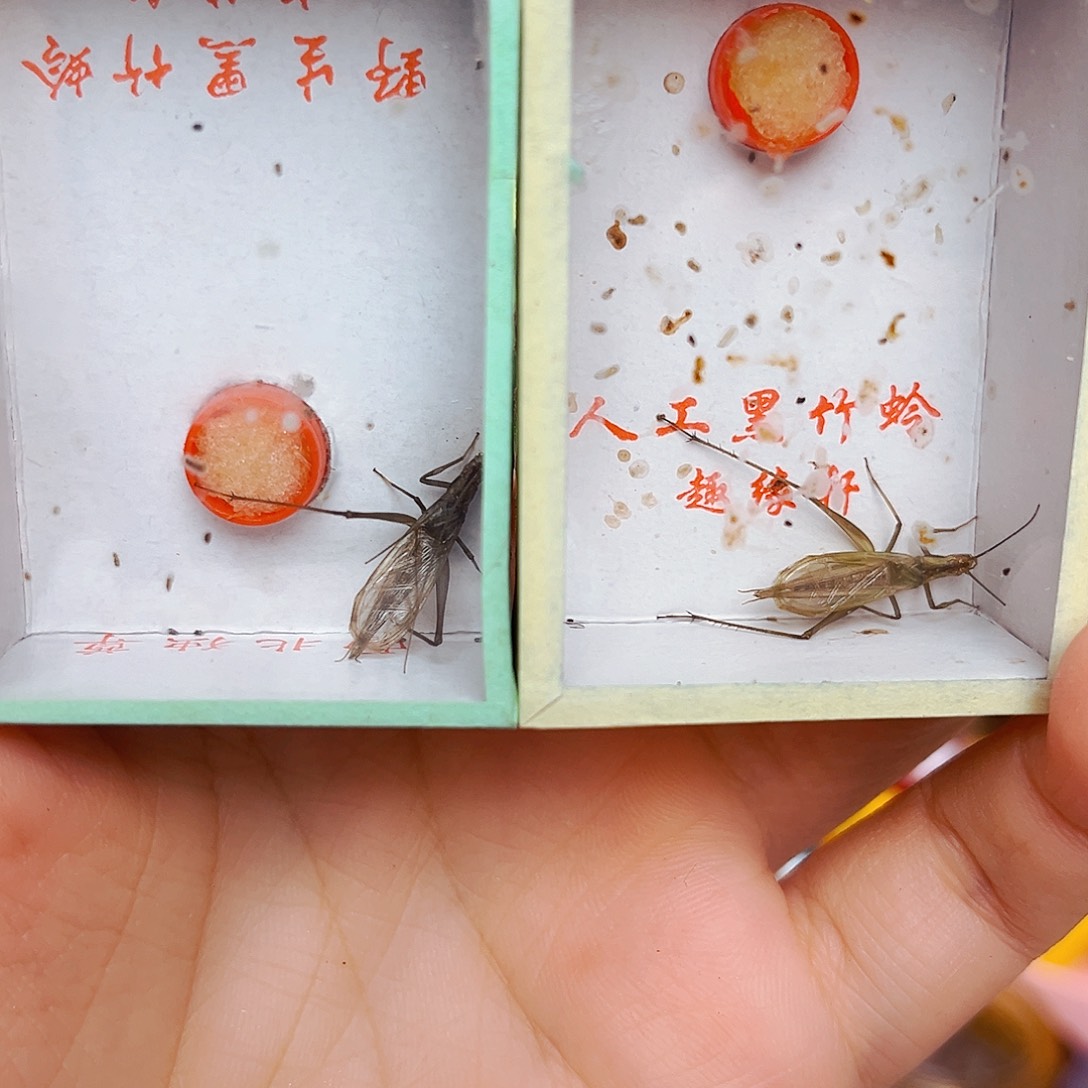 拍下发两条短须天水黑竹