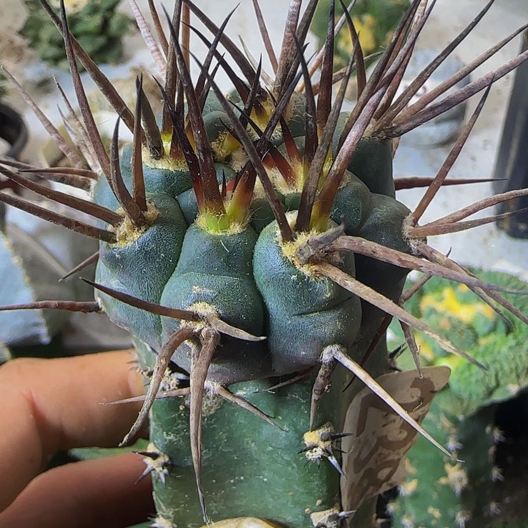 守金摩天龙238仙人球