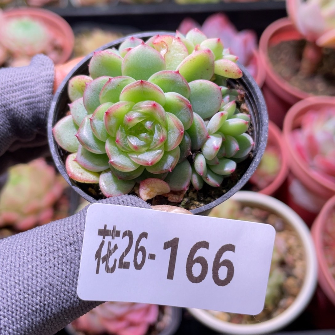 Y***V花利美26-166新品珍妮