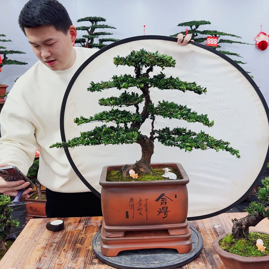 树木罗汉松精品盆景一物一拍