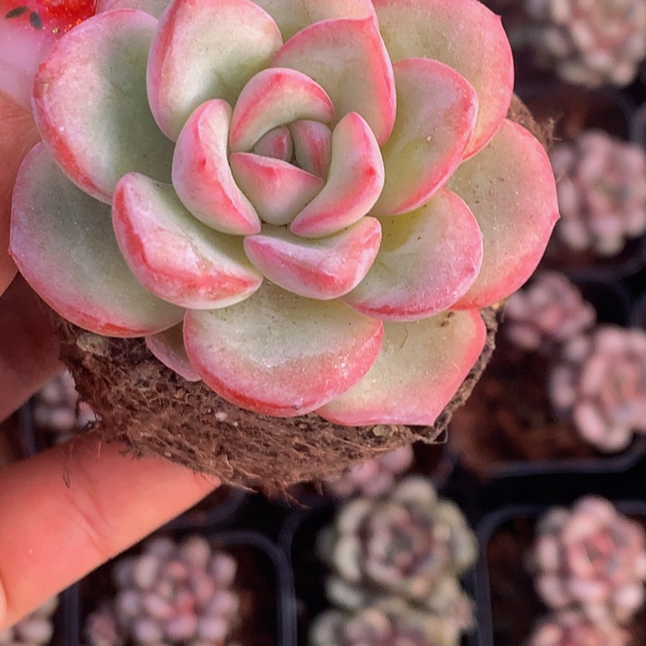 泡芙  （满9.9包邮不满9.99发叶子）