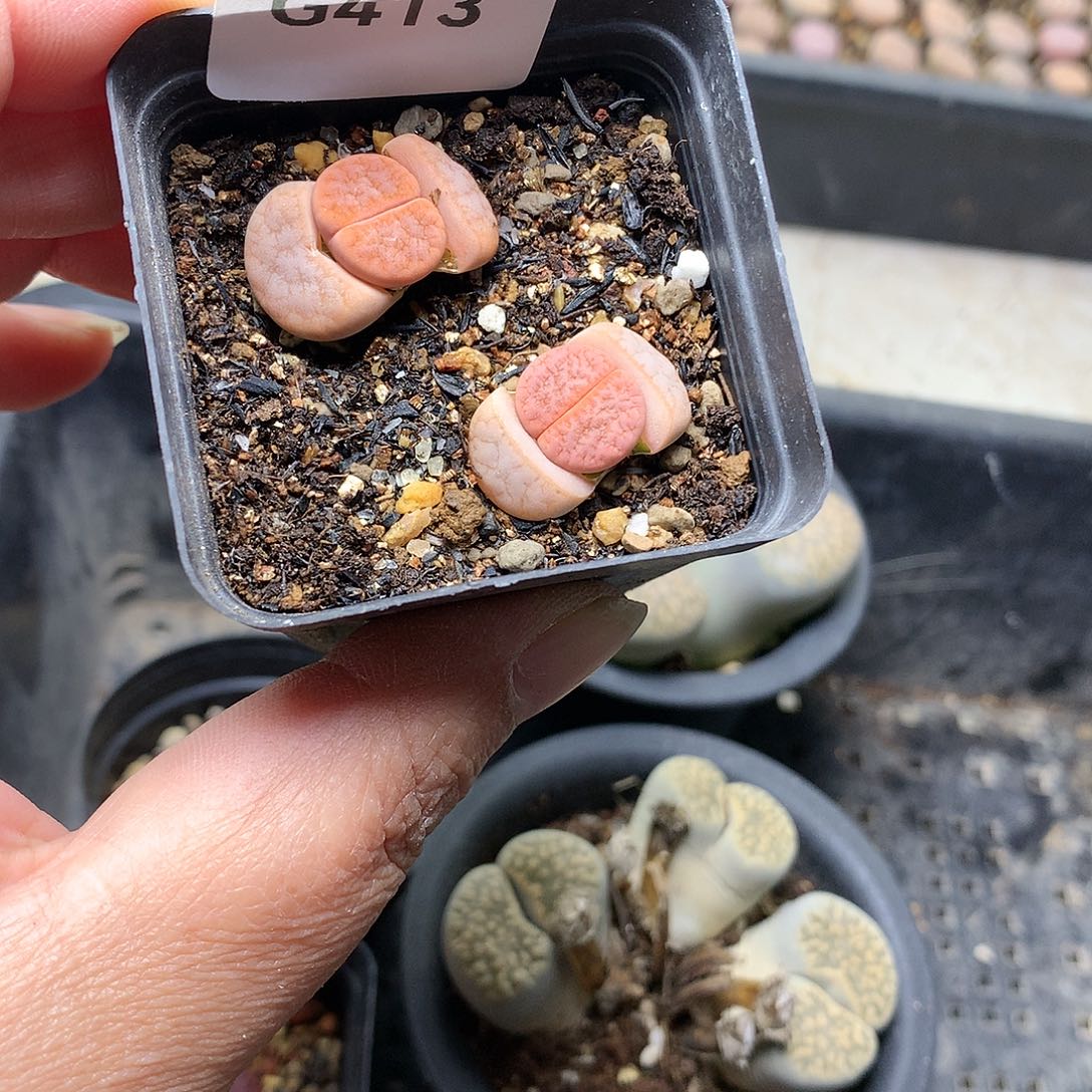 芷*G413多肉植物保护研究所