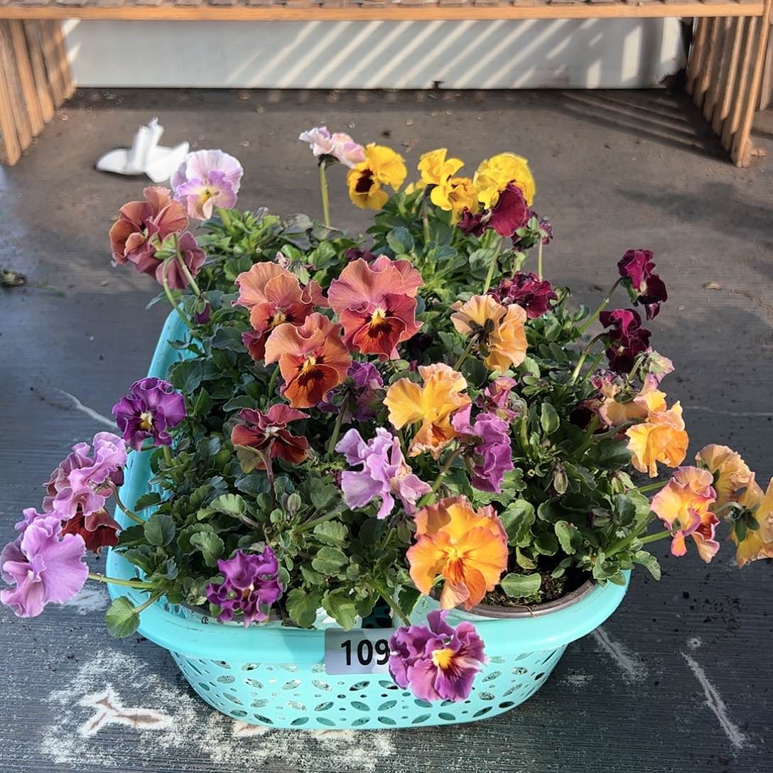 【闪购商品】109号