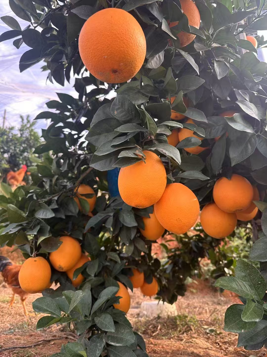 江西赣州正宗赣南脐橙新鲜现摘香甜爆汁应季水果橙子