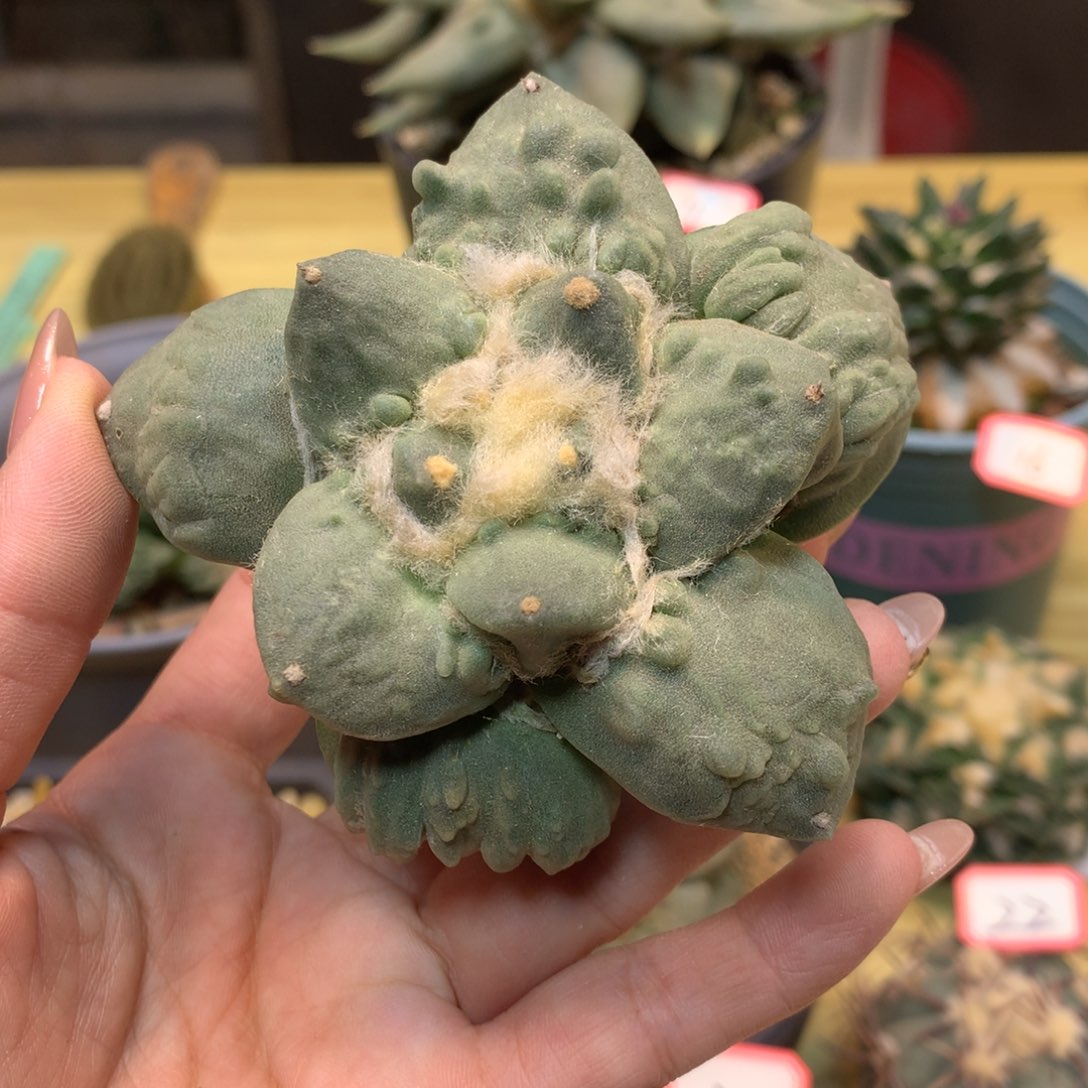      23号 苗接 村主怒涛岩牡丹8.5公分 无根