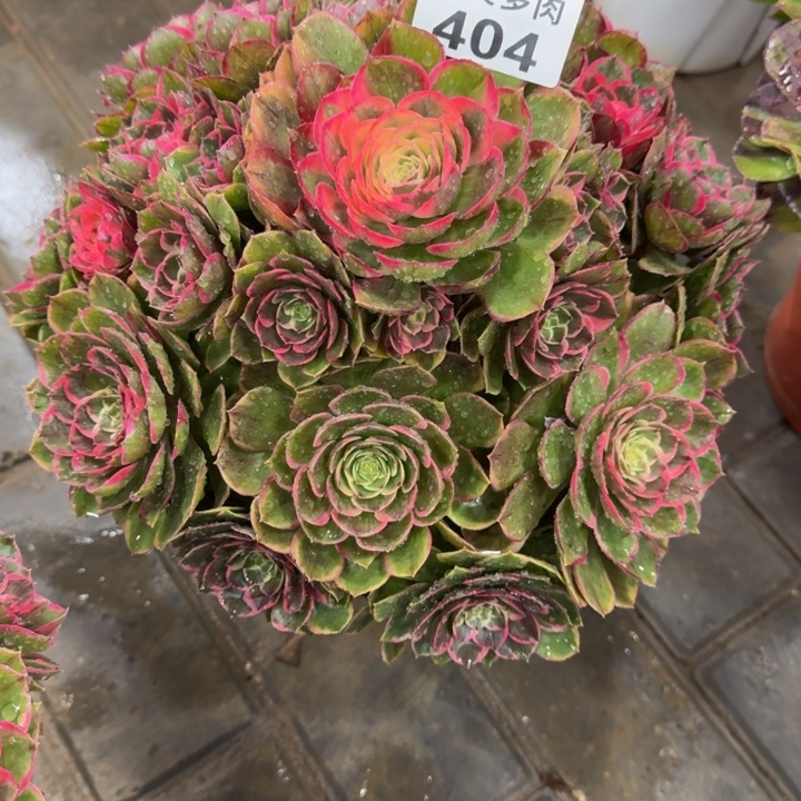 依**产粉花妖宝塔404肉肉