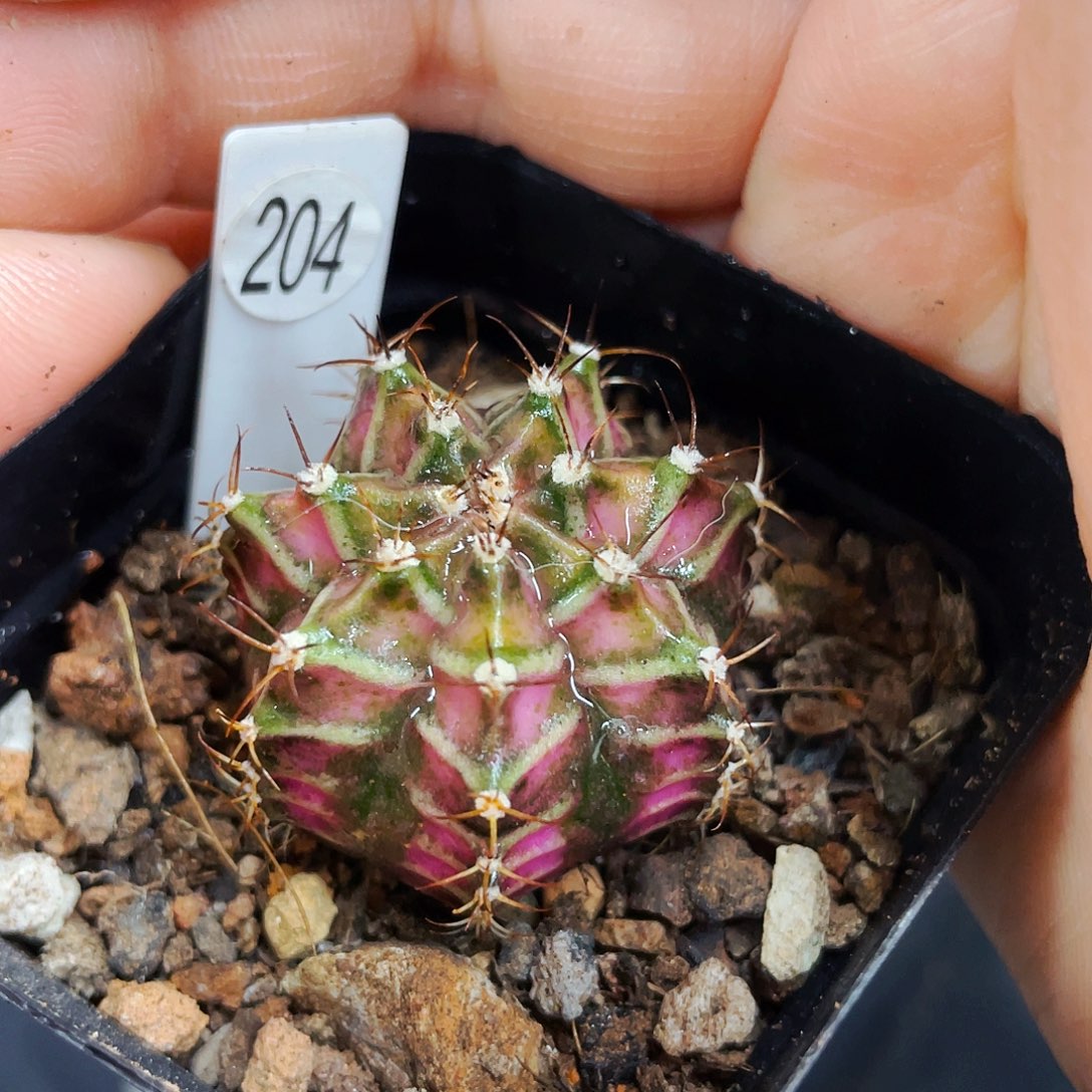 非偏远地区满25包邮仙人球