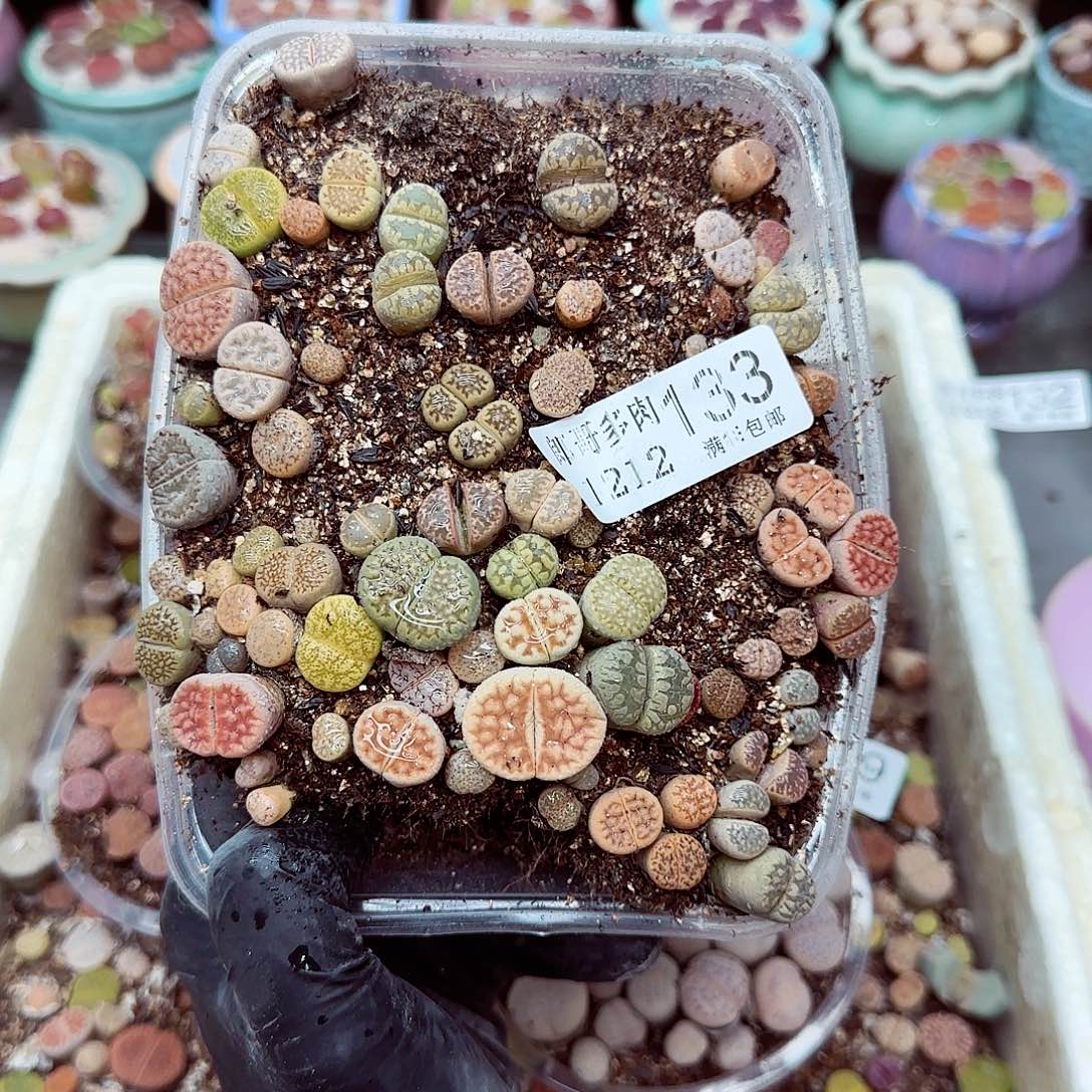 生石花满18包邮1212-133