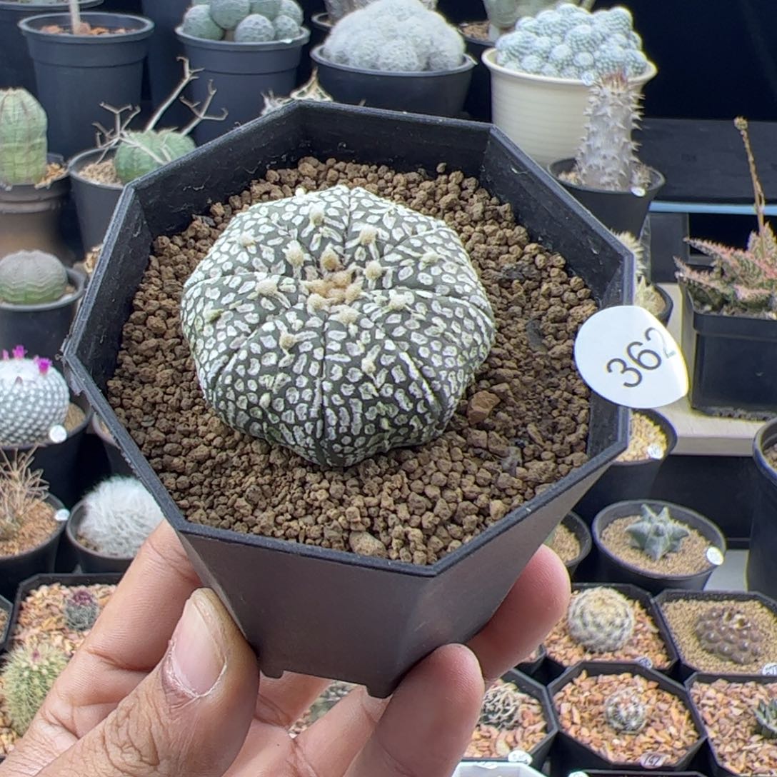 v兜实生3.6一物一拍362