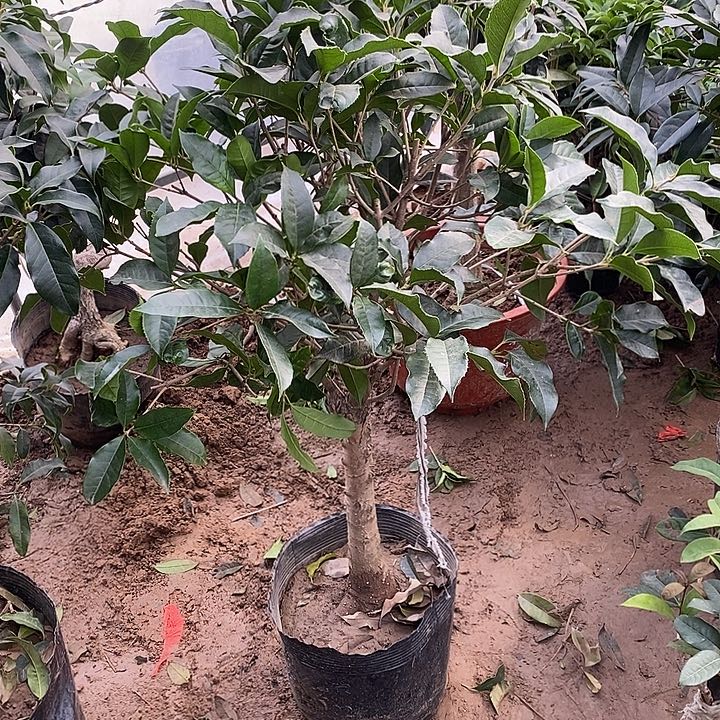 完全开放金桂花桂花