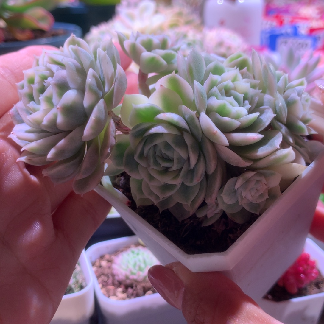 圆叶昂斯诺覆轮锦群生有根