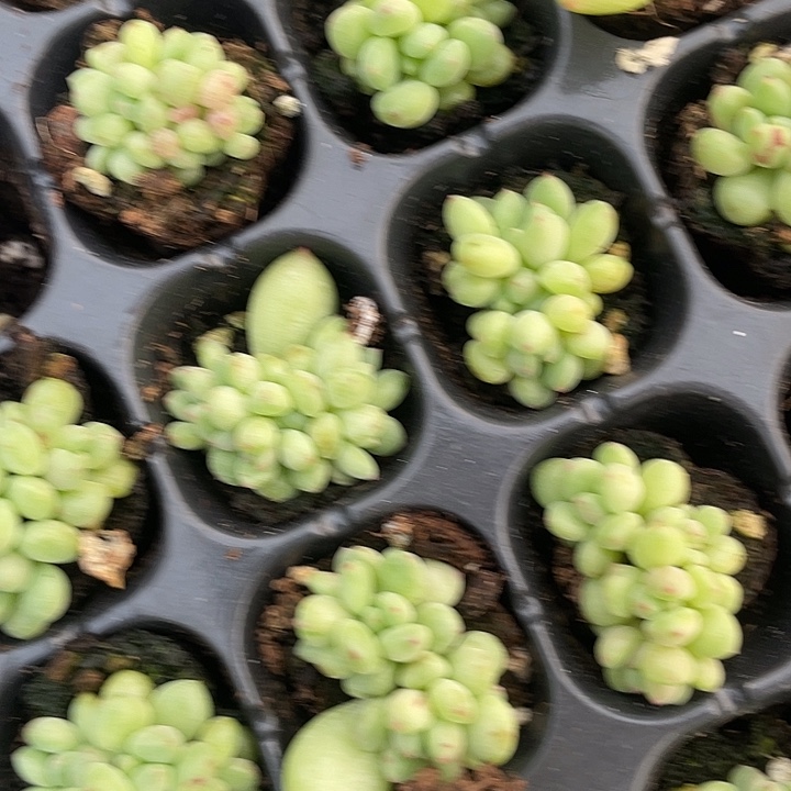 绿豆奶随机发满18包邮
