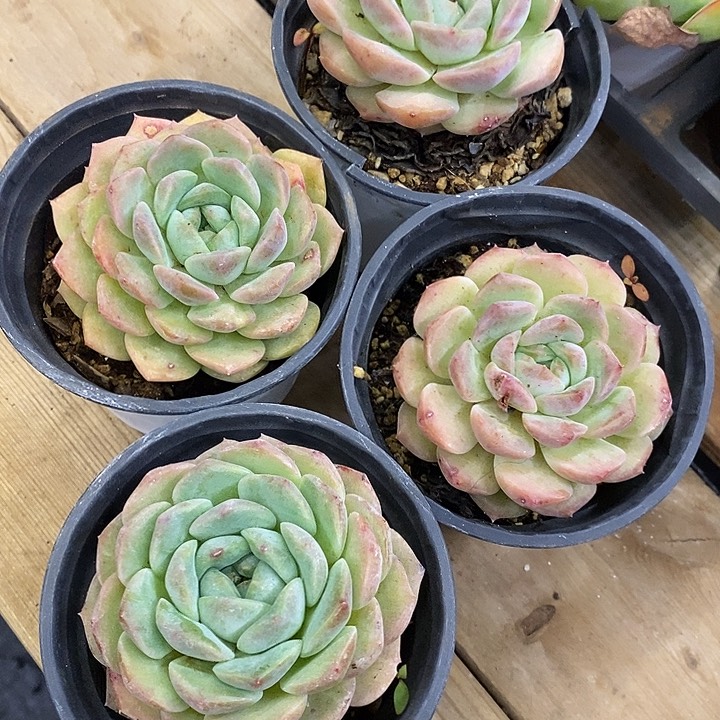 大单头糯米糖福利多多